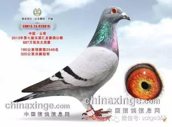 游棚鸽"逆袭"夺公棚决赛冠军,揽金70余万元(图)