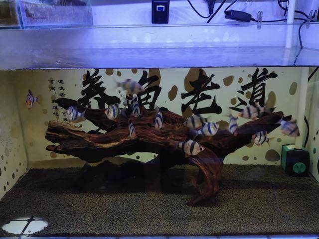 新手怎么选鱼缸最好 e7d8d89c559b44e59287d7826fbcf804.jpeg