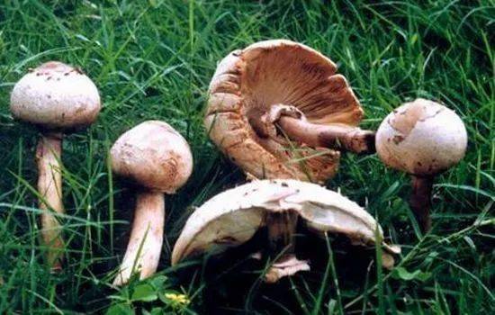 敲警钟!野生毒蘑菇生长旺盛,快来认清增城常见的品种!