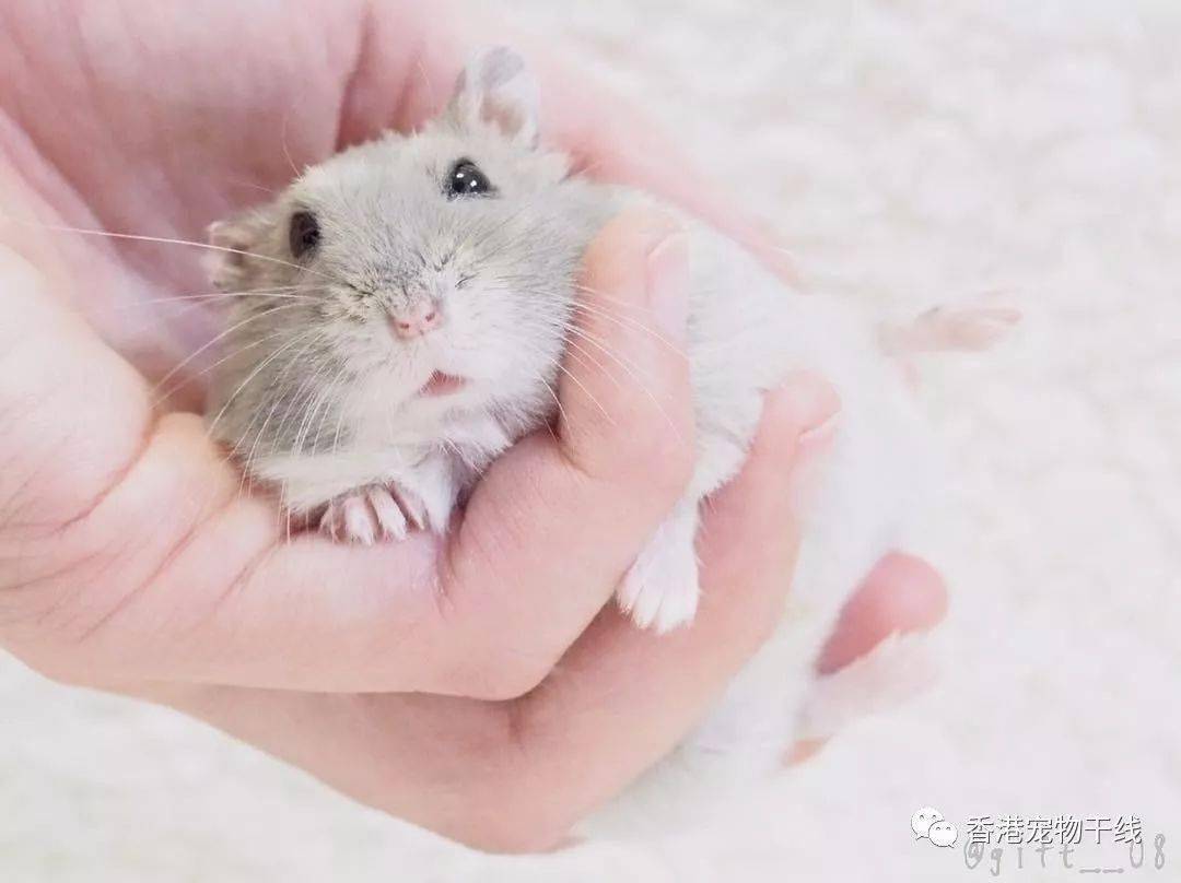 仓鼠用不用剪指甲?
