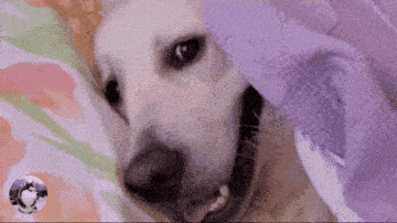 主人起床做早餐,回房间后却哭笑不得,这狗子要成精了吧