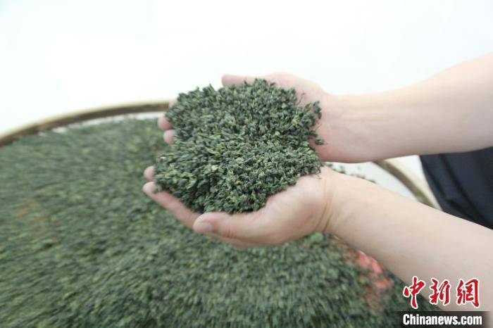 加工|太行山上野连翘变“山中宝”