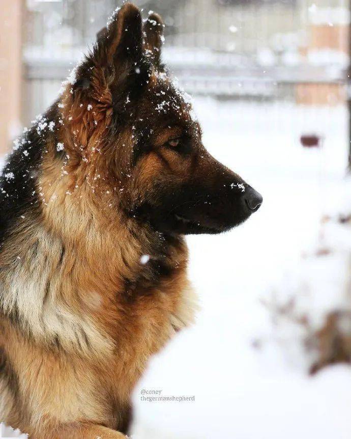 原来军犬退役后,有退休工资,按月发肉干.实名制羡慕