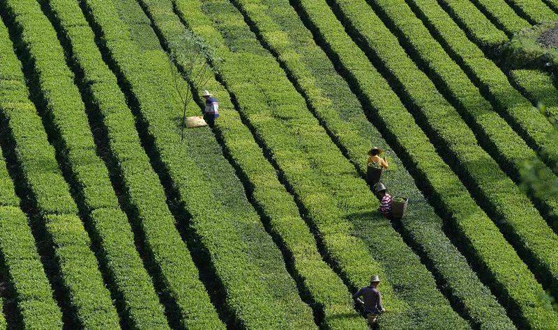 利川雾洞茶:潜心四十年修炼制茶"真功夫"_茶叶