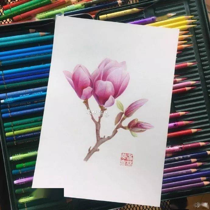 彩铅教程 | 春来送你一朵春玉兰