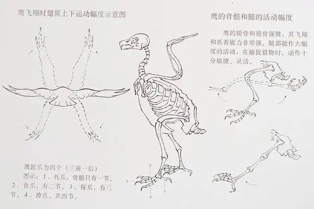 国画教程鹰的写意画法