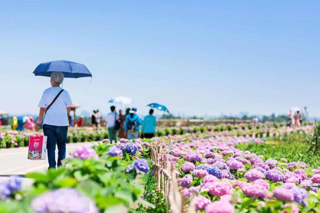 太惊艳双流这些地方的绣球花海等你来