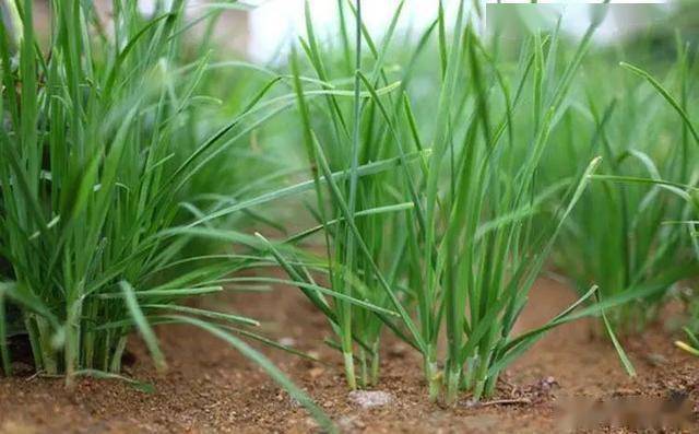 几月份种韭菜子 0df95afdc7a94851be0b7b0f2b7db72b.jpeg