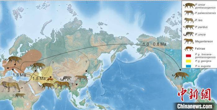 化石|中国科学家在南亚发现美洲豹远古祖先化石证据