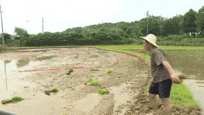 快看!茶亭农田有支