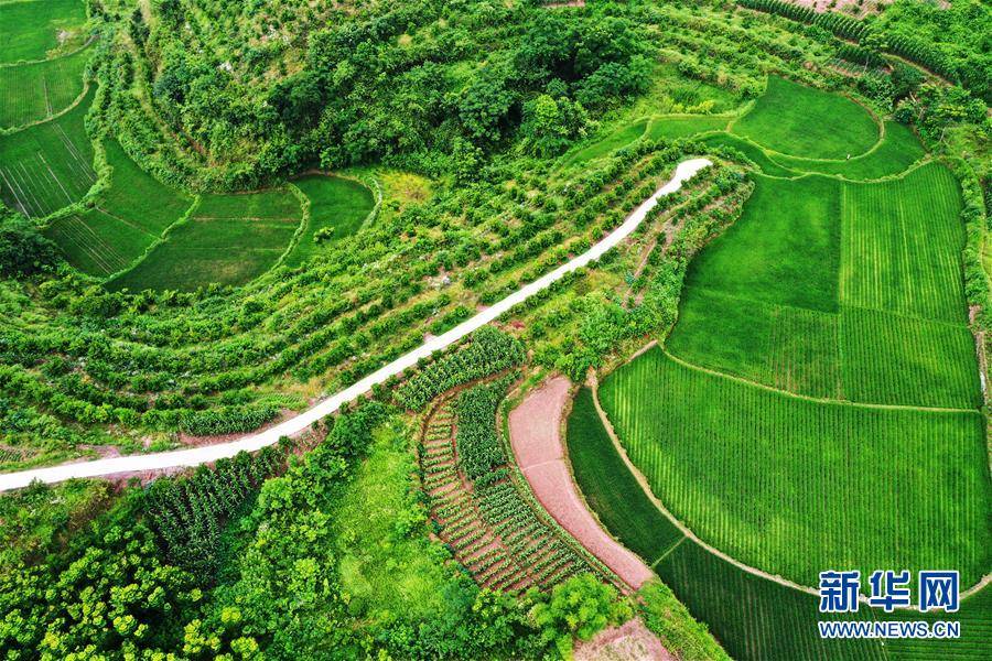 王全超|重庆：夏日山乡美