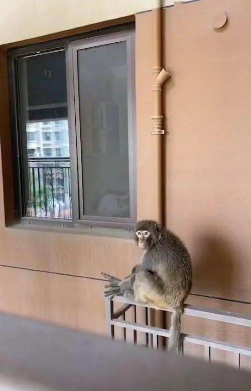 李沧多个小区有猴出没!大家不要去逗弄它!_猴子