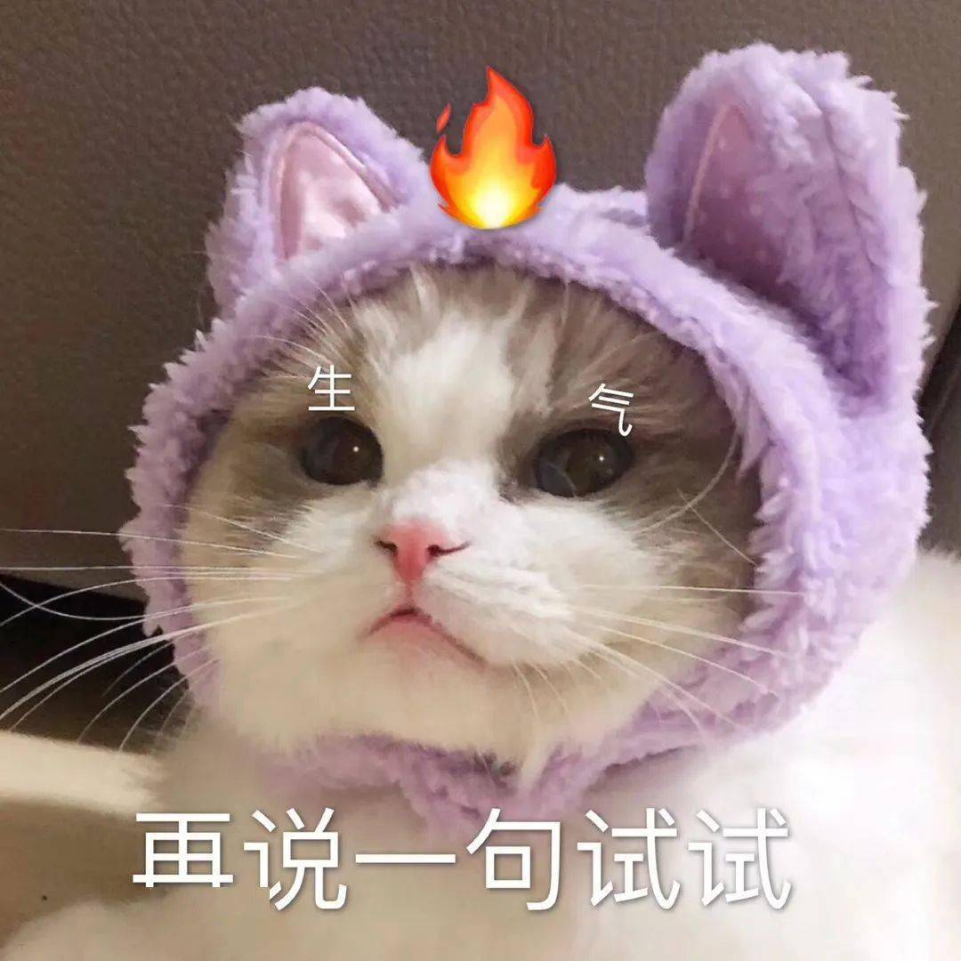 表情包|萌宠表情包~~美女 ~~你见过吗?