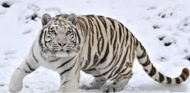 动物凶猛排名_凶猛动物图片