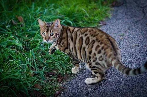 孟加拉豹猫中国野生豹猫最贵猫咪品种top2 热带草原猫最贵猫咪品种top