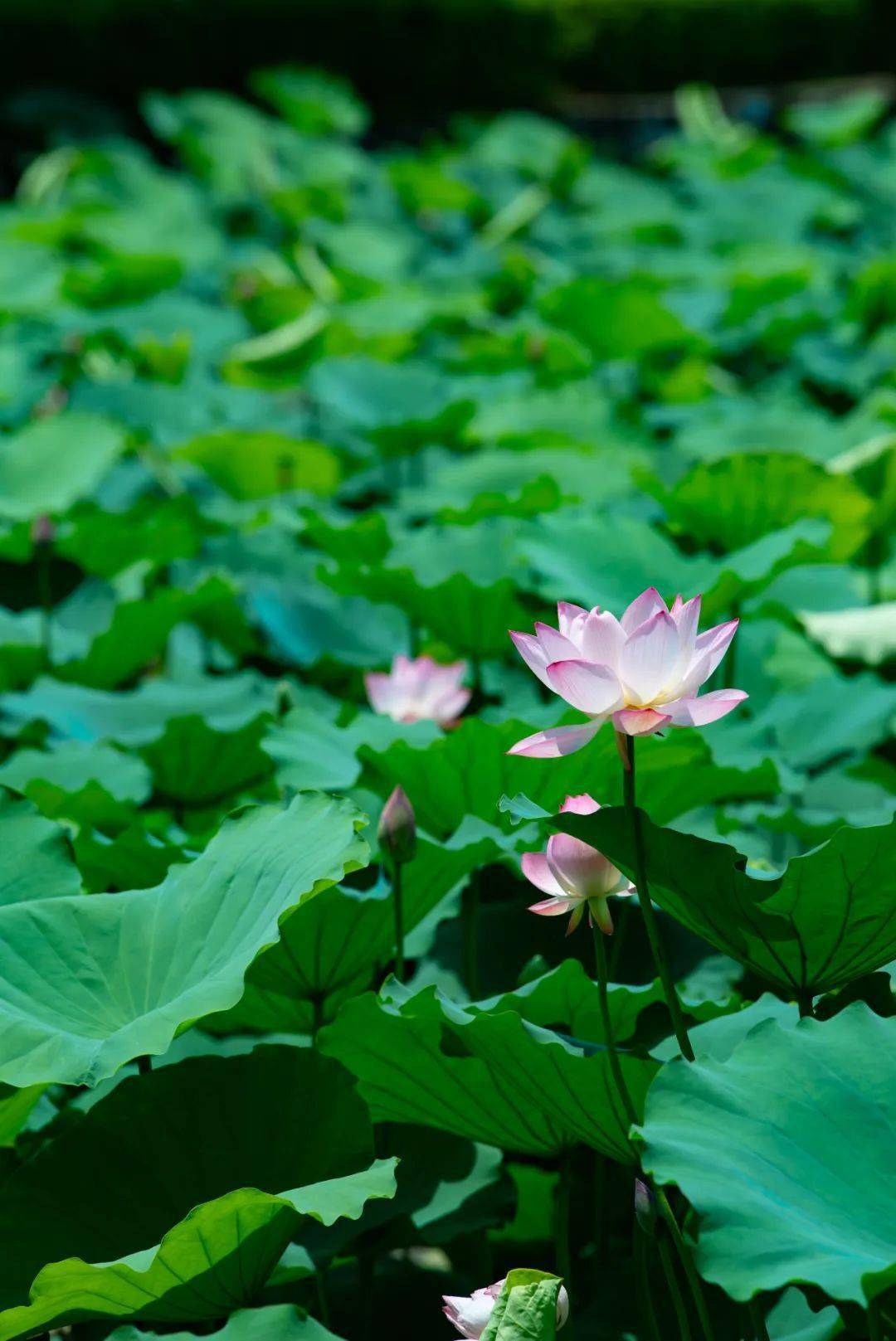 藕遇6月双流赏荷地图来啦美醉