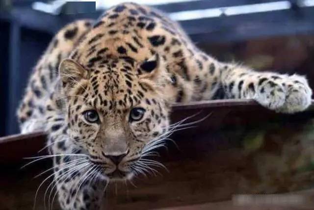 动物凶猛排名_凶猛动物图片