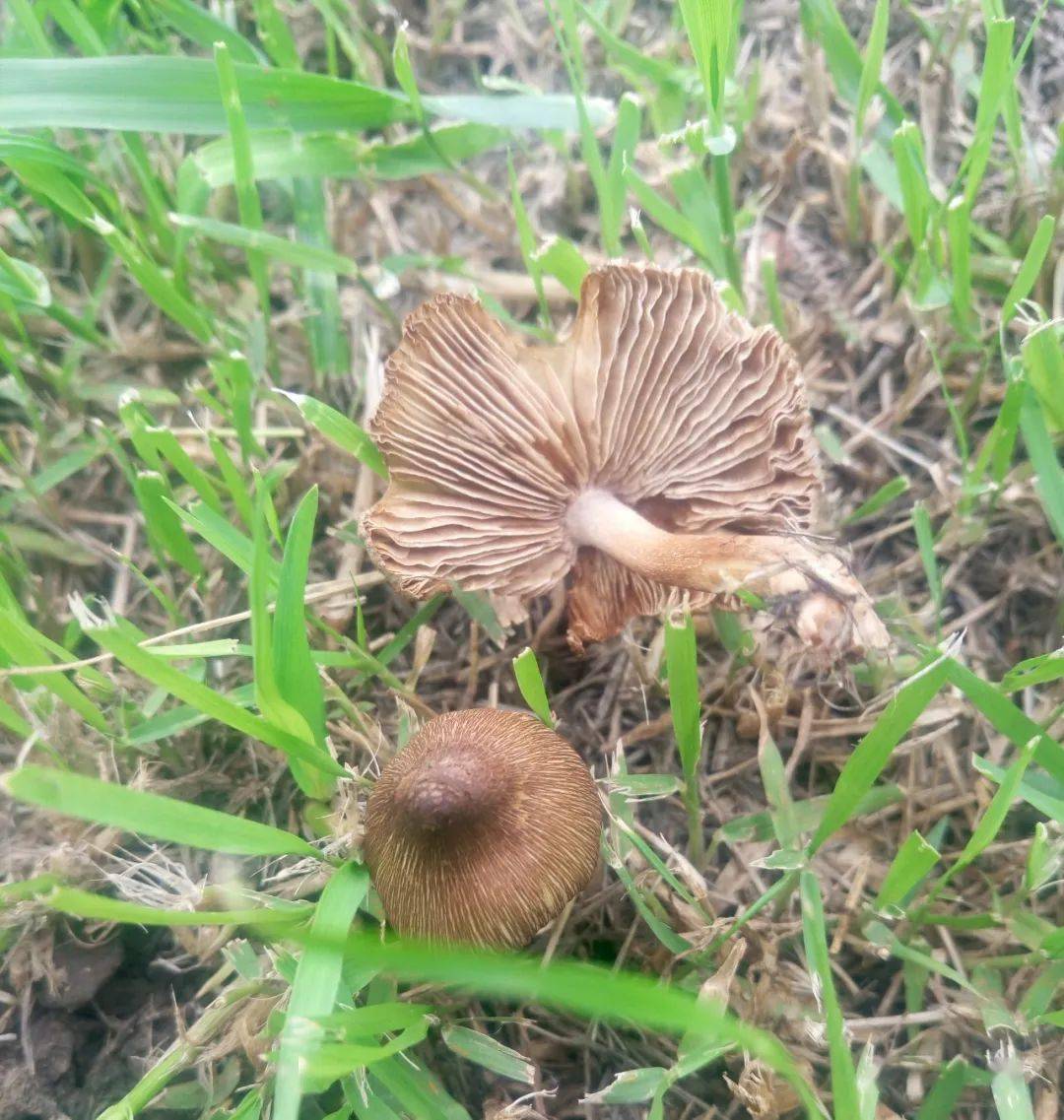 浙江,杭州无新增!专家提醒:不要随意采摘食用野蘑菇!