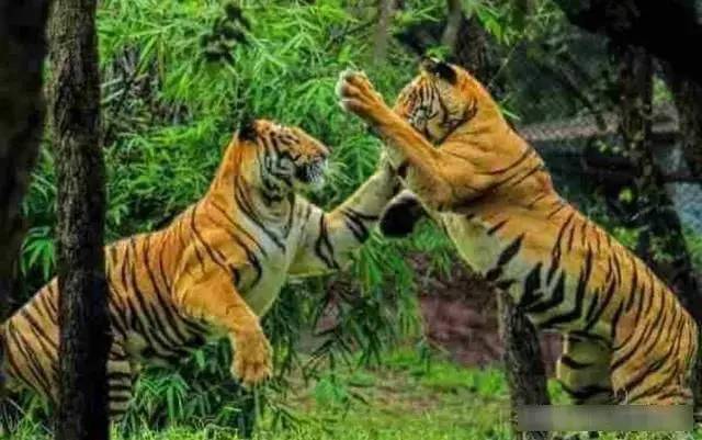 动物凶猛排名_凶猛动物图片