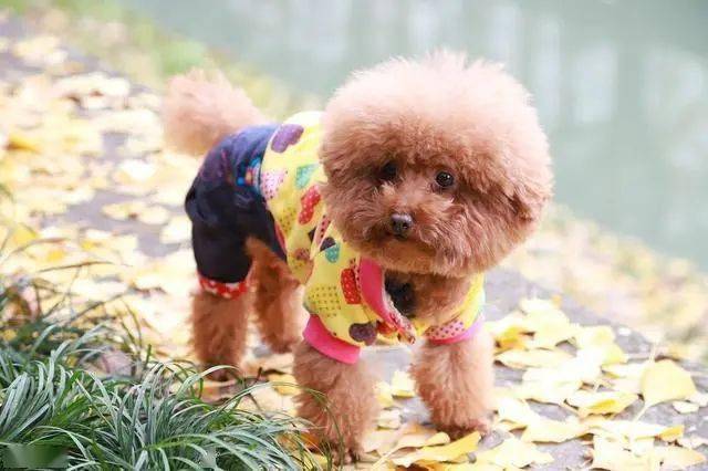 怎么挑选泰迪性格 1300a3334332406899581f6576b18d51.jpeg