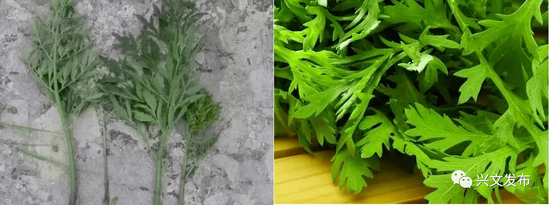 毒芹和 芹菜