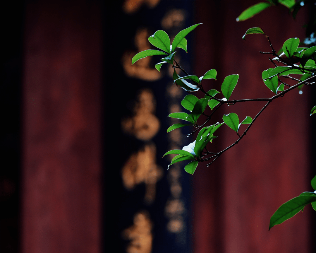 来大佛景区走走,感悟禅意,倾听内心的清空与安宁