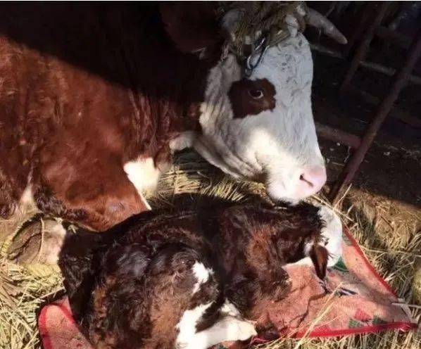 从母牛配种受胎至胎儿产出这段时间称为妊娠期.