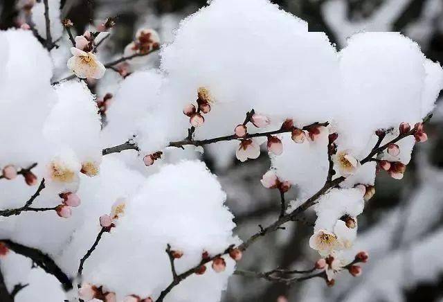 花什么实成语_成语花根什么心(3)