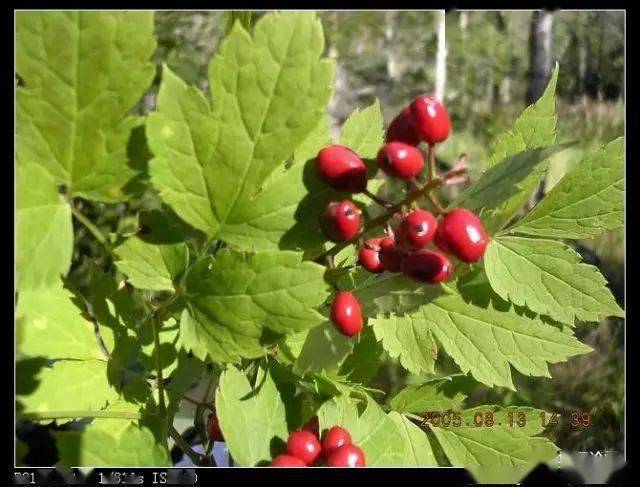 林区最全的野生植物图解快快转发收藏