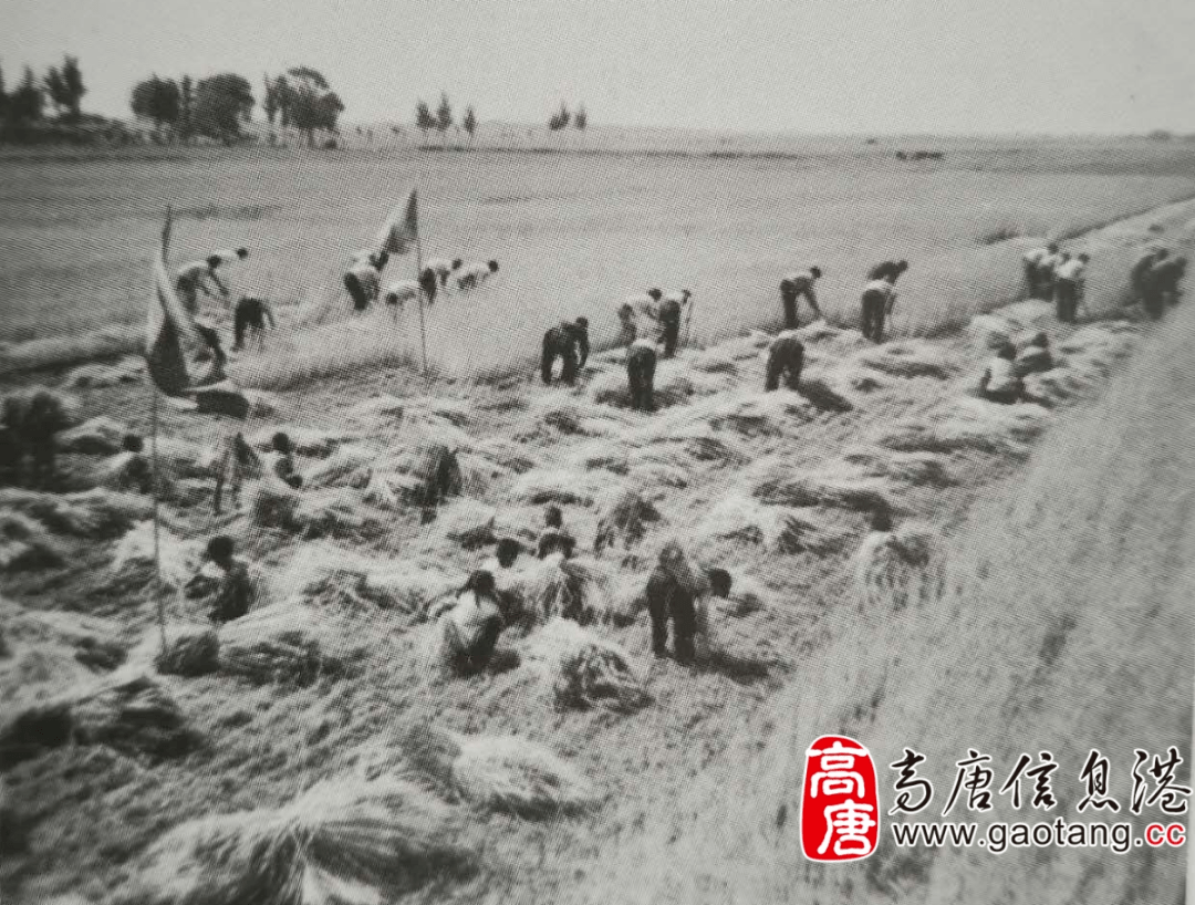 20世纪60年代,高唐县麦收场景