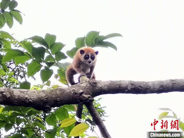 国家一级保护动物蜂猴闯入广西村庄村民放归自然