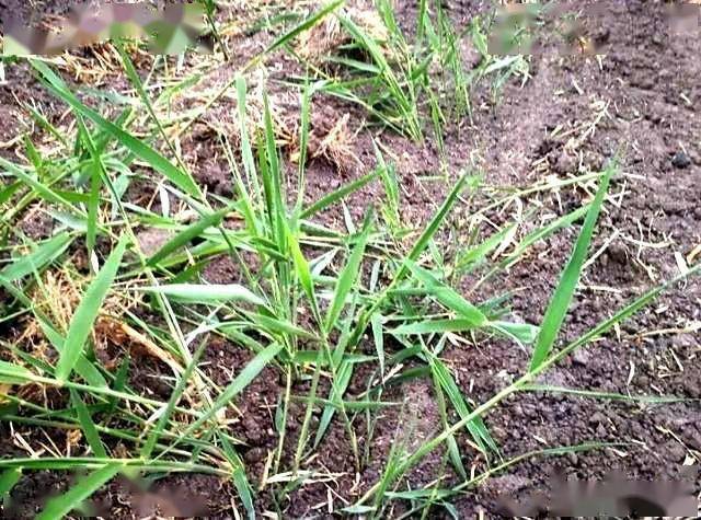 除草剂怎么配法_除草剂调配方法_除草剂配方