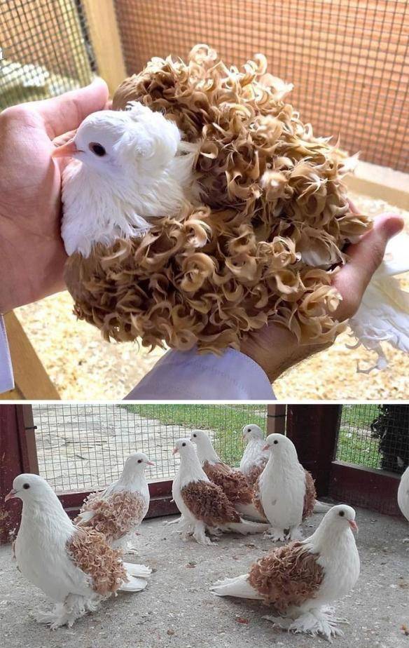 涨姿势之全球15种「惊艳到你的鸽子」_pigeon