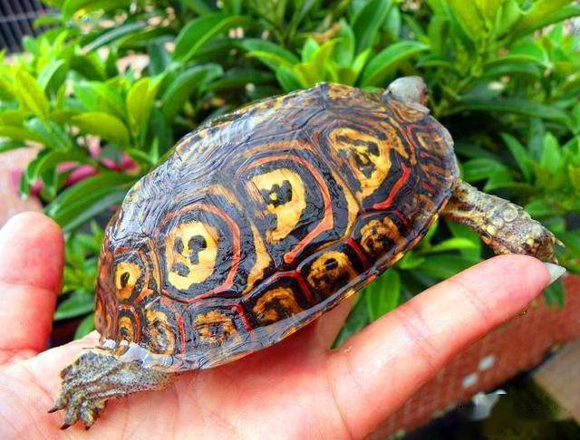 一日一龟——油彩木纹龟