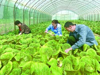 白菜价不再是白菜价 906d43dc47ac4bf9a45546932542b929.jpeg