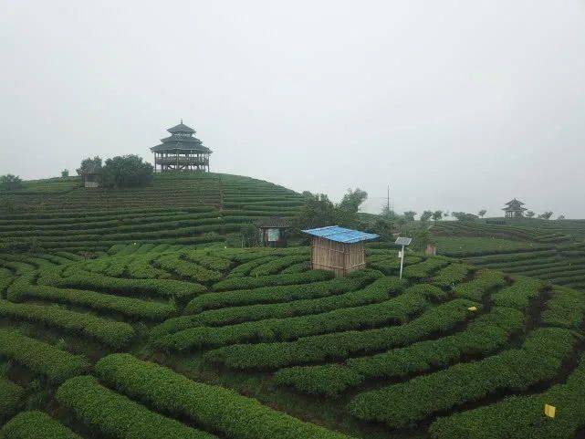 信息指南门票:65元地址:广西三江侗族自治县八江乡布央村仙人山茶场