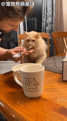 最近一段视频在网络上疯传  主人在一旁吃冰激凌 但是家里的猫咪不停