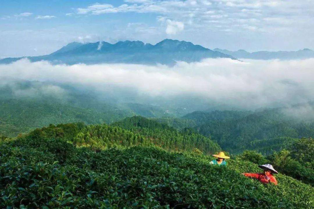 贵港平天山顶惊现云海奇观!