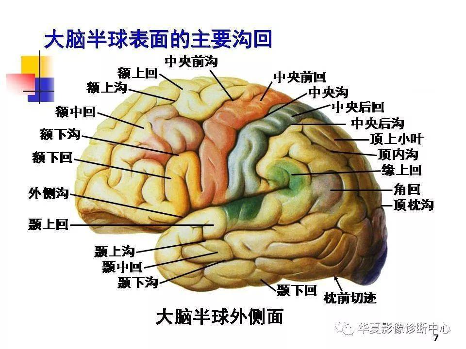 在医学及解剖学上,多用大脑一词来指代端脑.脊