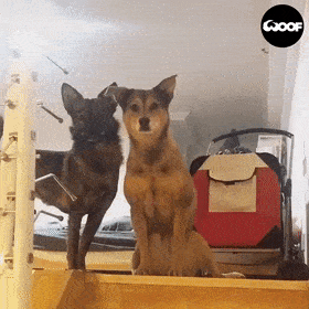 就会拿出看家的技能~ 而这种幸福其实是双向的,想知道养狗有多幸福