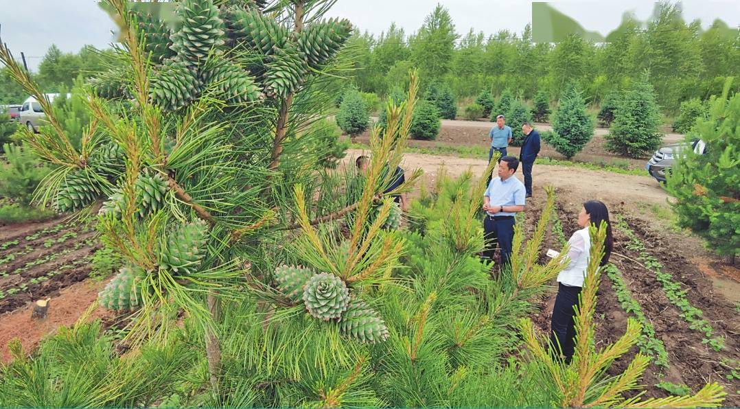 走进北大荒农垦集团查哈阳农场有限公司樟子松嫁接红松基地,树上挂满