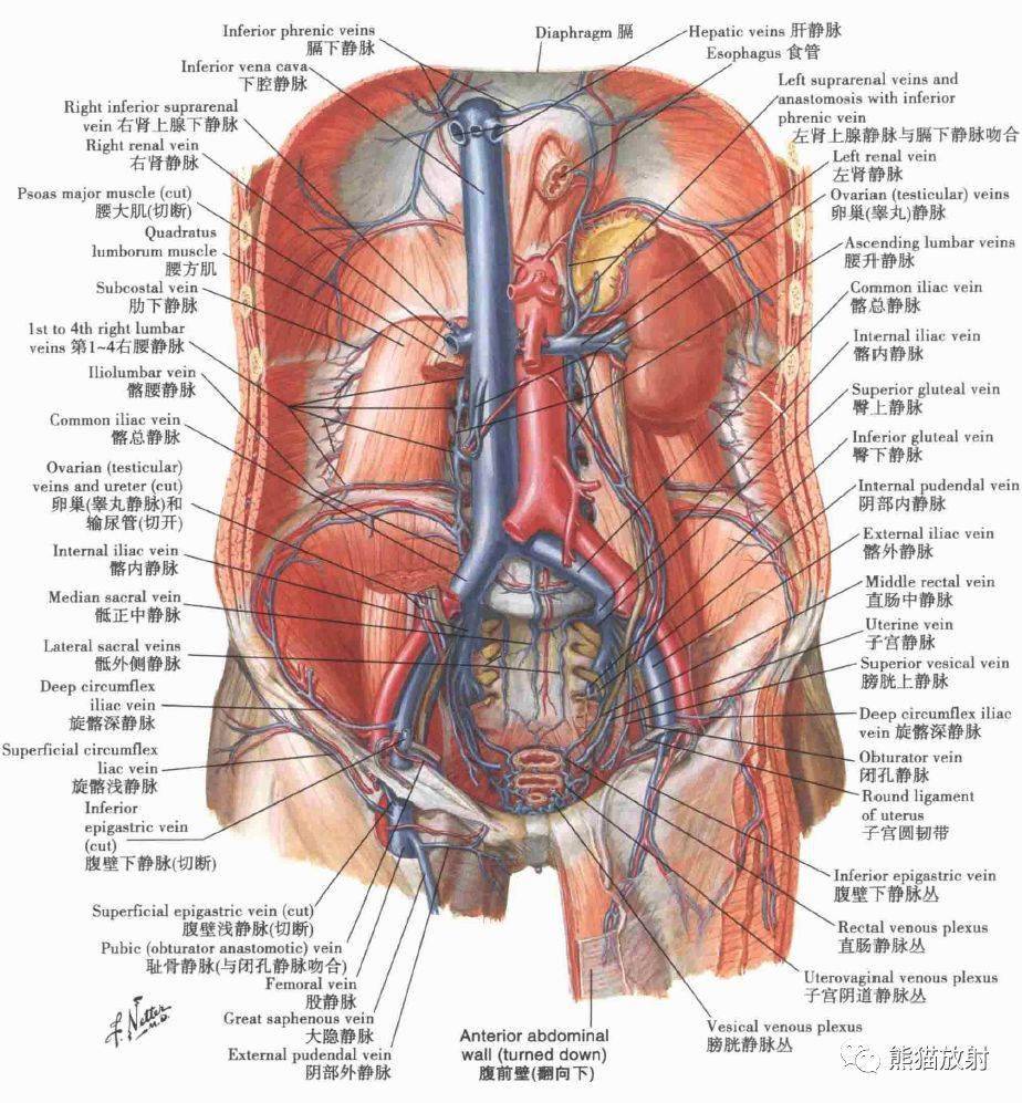 解剖丨腹部,腹壁,腹膜