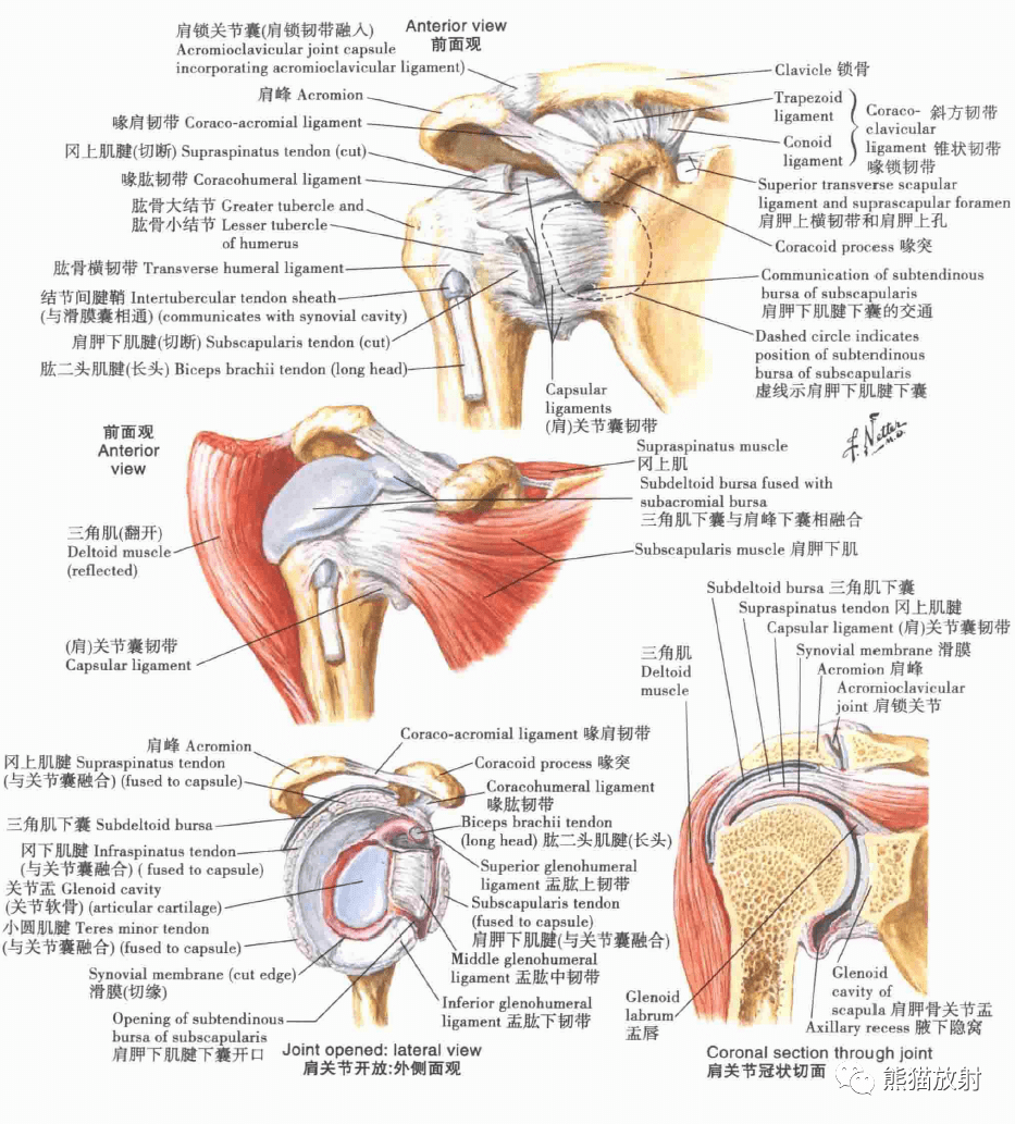 解剖丨上肢锁骨肩关节肩袖上臂肌群臂丛