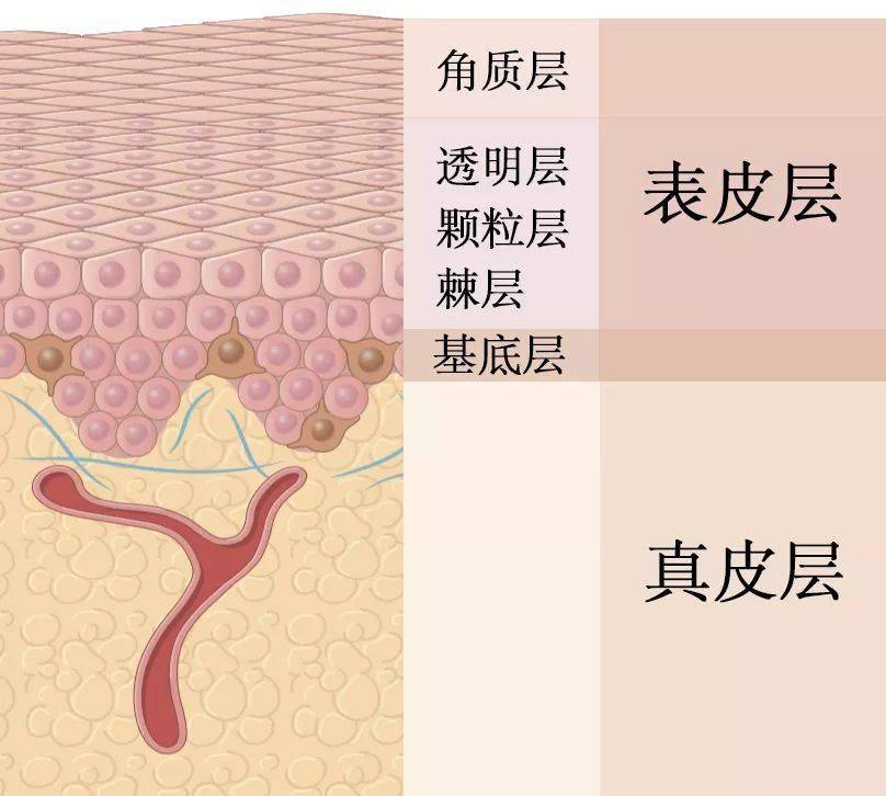 护肤品作为一种外用品,对皮肤的影响深度有限