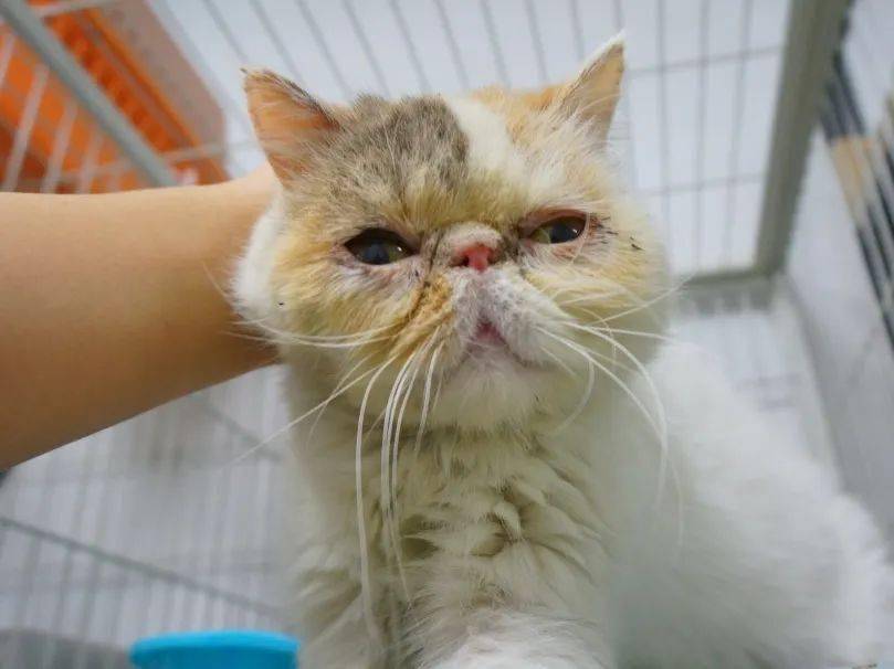 五月20只救助猫救治募捐