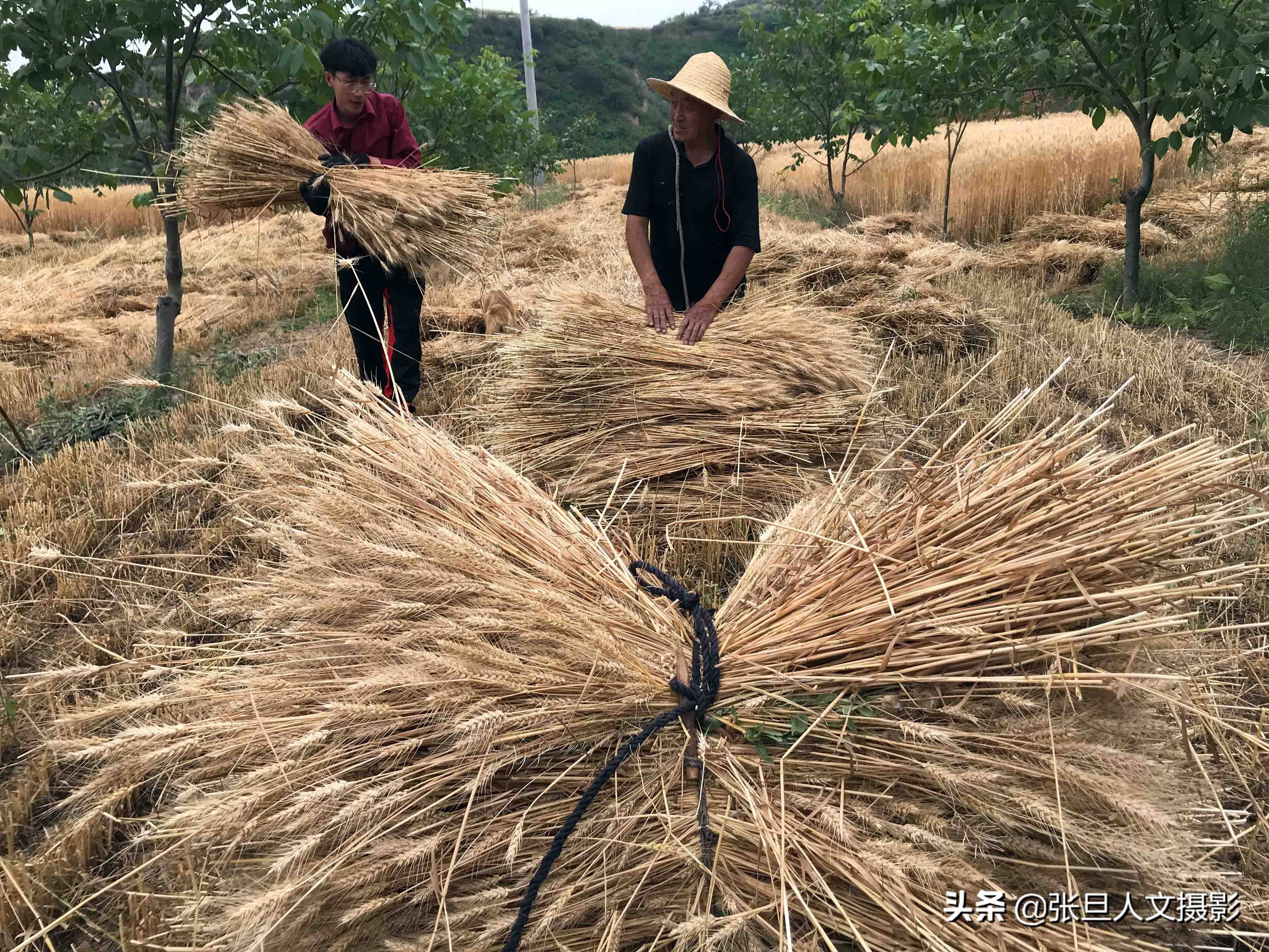 看黄土高原70岁老农收麦子吃的小米饭睡在麦茬上太辛苦了