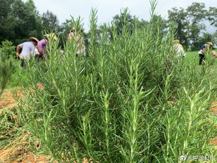 全村|八一村：迷迭香为全村增收 村民说“我现在收入每年随便都有一万多”