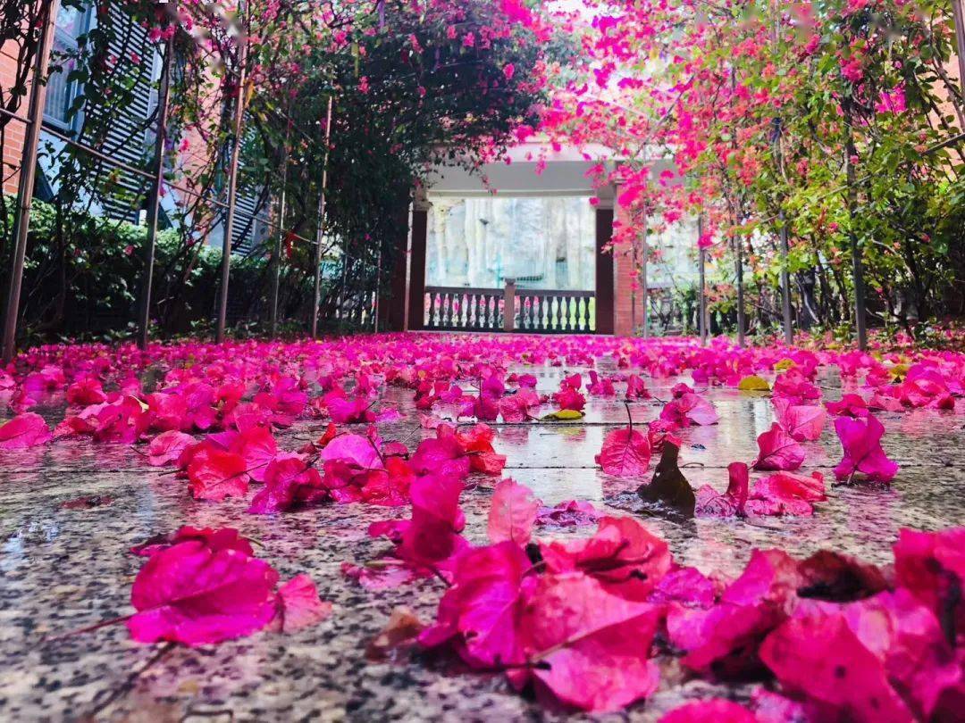 唯美意境,花落美景