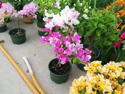 三角梅开花过后多久能再次开花 9d1a24e14ac74a38aafca18b36fde37e.jpeg