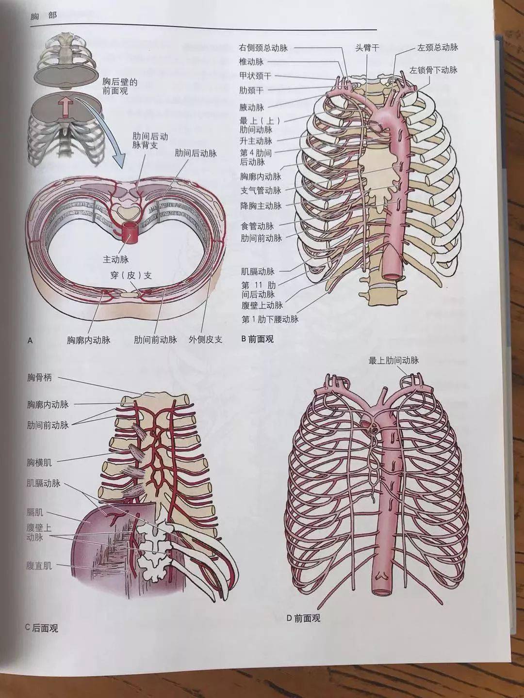 书籍推荐丨正版书籍《临床应用解剖学》第四版